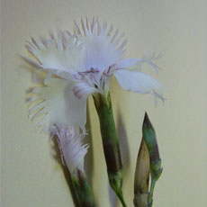 christophe martin les choses - Flowers